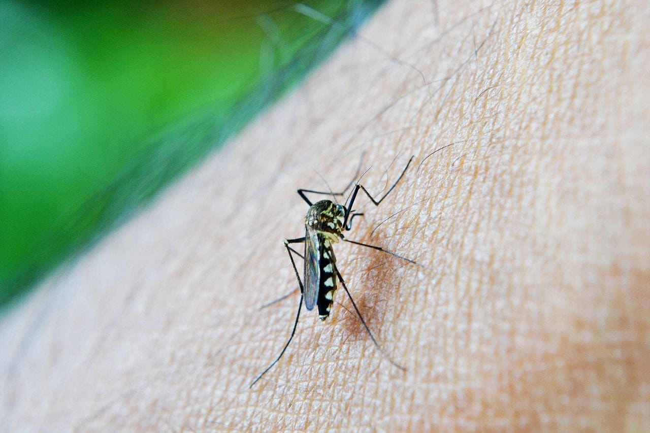 Estos son los seis errores más comunes cuando enfermamos de dengue