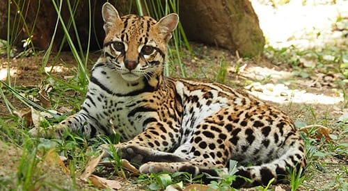 CAS no encuentra evidencia de Ocelote muerto en la Magdalena Medio