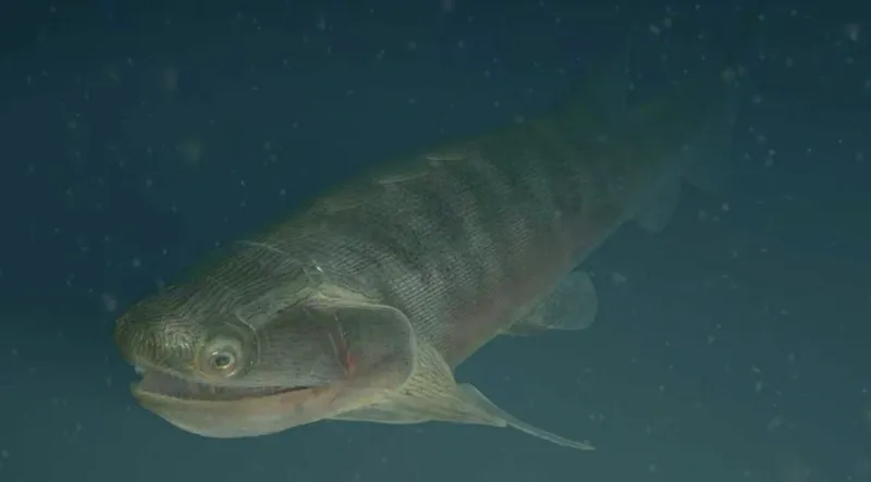 Hallan pez óseo articulado que vivió hace unos 436 millones de años imagen de la publicación